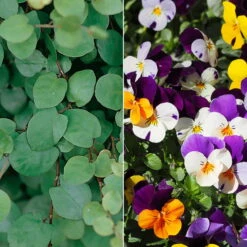 Hornveilchen Mit Mühlenbeckia, Farbe Zufällig, Topf-Ø 13 Cm, 6er-Set -Die grüne Ecke 0620110115 Viola cornuta Muehlenbeckia T13 zweifarbig 6er Set n Verfuegbarkeit WS 102728