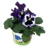 Stiefmütterchen Blau, Sorte Nach Verfügbarkeit, Topf-Ø 12 Cm, 6er-Set -Die grüne Ecke 0620200083 Viola wittr blau mit Auge T12 86280