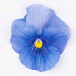 Stiefmütterchen Blau, Sorte Nach Verfügbarkeit, Topf-Ø 12 Cm, 6er-Set -Die grüne Ecke 0620200084 KB Viola wittr Selektion T12 hellblau o Auge Set 6 Stueck WS 1 73627