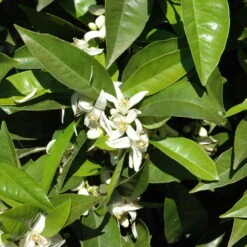 Orangenbaum, Kurz-Stamm, Topf-Ø Ca. 26 Cm -Die grüne Ecke 0630100030 KB Citrus sinensis Stamm T33 1 88065 1