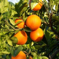 Orangenbaum, Kurz-Stamm, Topf-Ø Ca. 26 Cm -Die grüne Ecke 0630100030 KB Citrus sinensis Stamm T33 3 88064 1