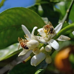 Orangenbaum, Stamm, Topf-Ø Ca. 22 Cm, Höhe Ca. 70 Cm -Die grüne Ecke 0630100030 KB Citrus sinensis Stamm T33 4 87842 3