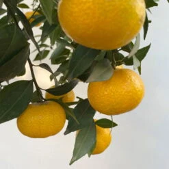 Mandarinenbaum, Stamm, Topf-Ø Ca. 33 Cm, Höhe Ca. 150 Cm -Die grüne Ecke 0630100057 KB Citrus reticulata Stamm T33 12 104203