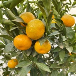 Mandarinenbaum, Stamm, Topf-Ø Ca. 33 Cm, Höhe Ca. 150 Cm -Die grüne Ecke 0630100057 KB Citrus reticulata Stamm T33 19 104202