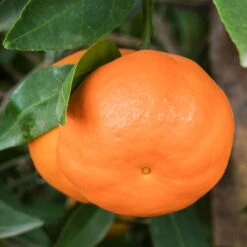 Mandarinenbaum, Stamm, Topf-Ø Ca. 33 Cm, Höhe Ca. 150 Cm -Die grüne Ecke 0630100057 KB Citrus reticulata Stamm T33 1 88067