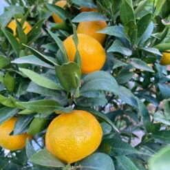 Mandarinenbaum, Stamm, Topf-Ø Ca. 33 Cm, Höhe Ca. 150 Cm -Die grüne Ecke 0630100057 KB Citrus reticulata Stamm T33 21 104201