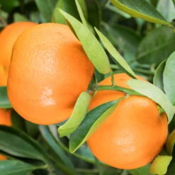 Mandarinenbaum, Stamm, Topf-Ø Ca. 33 Cm, Höhe Ca. 150 Cm -Die grüne Ecke 0630100057 KB Citrus reticulata Stamm T33 2 88066