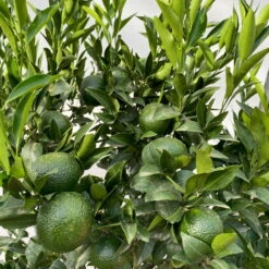 Mandarinenbaum, Stamm, Topf-Ø Ca. 33 Cm, Höhe Ca. 150 Cm -Die grüne Ecke 0630100057 KB Citrus reticulata Stamm T33 4 104204