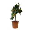 Kumquat, Stamm, Topf-Ø 22 Cm -Die grüne Ecke 0630100261 KB Citrus fort marg Stamm T22 3 104313