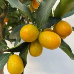 Kumquat, Stamm, Topf-Ø 22 Cm -Die grüne Ecke 0630100261 KB Citrus fort marg Stamm T22 7 104208