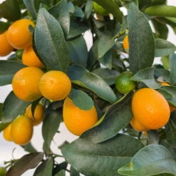 Kumquat, Stamm, Topf-Ø 22 Cm -Die grüne Ecke 0630100261 KB Citrus fort marg Stamm T22 8 104207