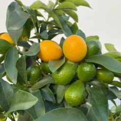 Kumquat, Stamm, Topf-Ø 22 Cm -Die grüne Ecke 0630100261 KB Citrus fort marg Stamm T22 9 104206
