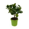 Limette 'Verde', Mini-Stamm, Topf-Ø 15 Cm -Die grüne Ecke 0630100414 KB Citrus latifolia Mini Stamm T15 2 104314