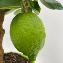 Limette 'Verde', Mini-Stamm, Topf-Ø 15 Cm -Die grüne Ecke 0630100414 KB Citrus latifolia Mini Stamm T15 4 104209