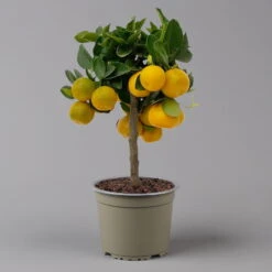 Calamondin, Mini-Stamm, Topf-Ø 15 Cm -Die grüne Ecke 0630100430 K.B.Citrus madurensis Mini Stamm T15 2 125568