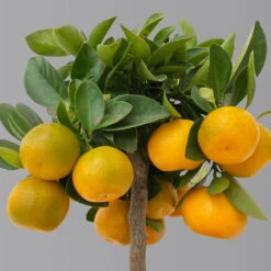 Calamondin, Mini-Stamm, Topf-Ø 15 Cm -Die grüne Ecke 0630100430 K.B.Citrus madurensis Mini Stamm T15 3 125567