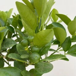 Calamondin, Mini-Stamm, Topf-Ø 15 Cm -Die grüne Ecke 0630100430 KB Citrus madurensis Mini Stamm T15 6 104210