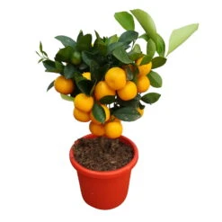 Calamondin, Mini-Stamm, Topf-Ø 15 Cm -Die grüne Ecke 0630100430 KB Citrus madurensis Stamm T15 H40 Calamondin farbiger Topf 3 79067