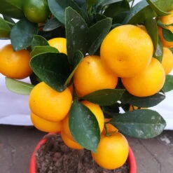Calamondin, Mini-Stamm, Topf-Ø 15 Cm -Die grüne Ecke 0630100430 KB Citrus madurensis Stamm T15 H40 Calamondin farbiger Topf 5 78894