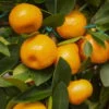 Calamondin, Stamm, Topf-Ø 19 Cm, Höhe Ca. 60 Cm -Die grüne Ecke 0630100430 KB Citrus madurensis Stamm T15 H40 Calamondin farbiger Topf 6 78893 1
