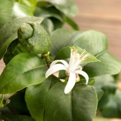 Zitronenbaum, Stamm, Topf-Ø 24 Cm, Höhe Ca. 140 Cm -Die grüne Ecke 0630100481 Citrus limon Bluete GS624989 Citrus limon 77068 4