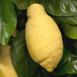 Zitronenbaum, Stamm, Topf-Ø 22 Cm, Höhe Ca. 70 Cm -Die grüne Ecke 0630100481 Citrus limon Frucht am Zweig GS426522 Citrus limon 77067 2