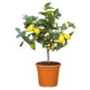 Zitronenbaum, Stamm, Topf-Ø 22 Cm, Höhe Ca. 70 Cm -Die grüne Ecke 0630100481 KB citrus limon Zitronenstamm T22 PRINT 77065