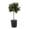 Kumquatbaum, Stamm, Topf-Ø 33 Cm, Höhe Ca. 160 Cm -Die grüne Ecke 0630100530 KB Citrus fort marg Stamm T33 Kumquat 1 91056