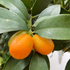 Kumquat, Stamm, Topf-Ø 19 Cm, Höhe 60 Cm -Die grüne Ecke 0630100530 KB Citrus fort marg Stamm T33 Kumquat 3 90765 1