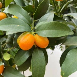 Kumquat, Kurz-Stamm, Topf-Ø 26 Cm -Die grüne Ecke 0630100530 KB Citrus fort marg Stamm T33 Kumquat 4 90764 3