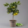 Limequat, Stamm, Topf-Ø Ca. 22 Cm, Höhe Ca. 60 Cm -Die grüne Ecke 0630100545 K.B.Citrus x floridana Stamm T22 1442Ferrara Limequat H70 80 2 125569