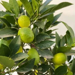 Limequat, Stamm, Topf-Ø Ca. 22 Cm, Höhe Ca. 60 Cm -Die grüne Ecke 0630100545 KB Citrus x floridana Stamm T22 13 104212