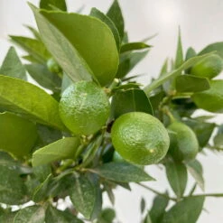 Limequat, Stamm, Topf-Ø Ca. 22 Cm, Höhe Ca. 60 Cm -Die grüne Ecke 0630100545 KB Citrus x floridana Stamm T22 5 104213