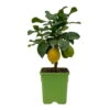 Meyers Zitrone, Mini-Stamm,Topf-Ø 15 Cm, Höhe Ca. 40 Cm -Die grüne Ecke 0630100557 0630100607 0630100666 Citrus Limon T15 1 107117