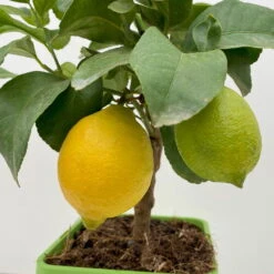 Meyers Zitrone, Mini-Stamm,Topf-Ø 15 Cm, Höhe Ca. 40 Cm -Die grüne Ecke 0630100557 0630100607 0630100666 Citrus Limon T15 4 106662