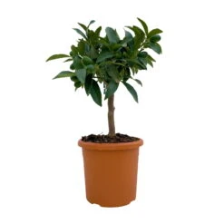 Kumquat, Mini-Stamm, Topf-Ø 15 Cm -Die grüne Ecke 0630100623 KB Citrus fort marg Stamm T15 1 104317