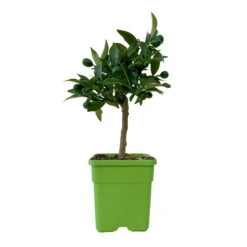 Kumquat, Mini-Stamm, Topf-Ø 15 Cm -Die grüne Ecke 0630100623 KB Citrus fort marg Stamm T15 7 104318