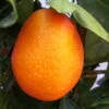 Kumquat-Clementine 'Kucle', Ministamm, Topf-Ø 15 Cm, Höhe Ca. 40 Cm -Die grüne Ecke 0630100665 KB Citrus Spalier T15 Kucle farbiger Topf H40 1 78896
