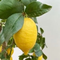 Zitronenbaum, Stamm, Topf-Ø 33 Cm, Höhe Ca. 150 Cm -Die grüne Ecke 0630100696 KB Citrus limon Stamm T33 2 90763