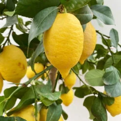 Zitronenbaum, Stamm, Topf-Ø 33 Cm, Höhe Ca. 150 Cm -Die grüne Ecke 0630100696 KB Citrus limon Stamm T33 3 90762