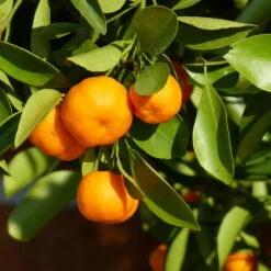 Clementine, Stamm, Topf-Ø Ca. 22 Cm, Höhe Ca. 70 - 80 Cm -Die grüne Ecke 0630100698 KB Citrus clementina Stamm T33 1 87844 1