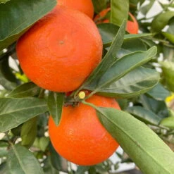 Clementine, Stamm, Topf-Ø Ca. 33 Cm, Höhe Ca. 150 Cm -Die grüne Ecke 0630100698 KB Citrus clementina Stamm T33 6 104216