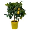 Zitronenbaum, Stamm, Topf-Ø 20 Cm, Höhe 70-80 Cm -Die grüne Ecke 0630100699 KB Citrus limon Stamm T20 1 104184