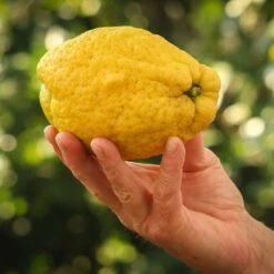 Zitronatzitrone 'Maxima', Stamm, Topf-Ø 22 Cm, Höhe 70 Cm -Die grüne Ecke 0630100701 KB Citrus medica Maxima Stamm 1 104814 1