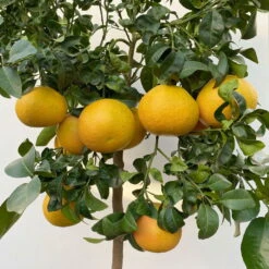 Grapefruitbaum, Stamm, Topf-Ø Ca. 33 Cm, Höhe Ca. 150 Cm -Die grüne Ecke 0630100702 KB Citrus Paradisi Stamm T33 15 104217 1