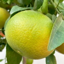 Grapefruitbaum, Stamm, Topf-Ø Ca. 33 Cm, Höhe Ca. 150 Cm -Die grüne Ecke 0630100702 KB Citrus Paradisi Stamm T33 6 104221 1