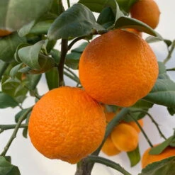 Limette' Lima Rossa', Topf-Ø 22 Cm Stamm, Höhe Ca. 70 Cm -Die grüne Ecke 0630100707 KB Citrus latifolia Stamm T22 10 104222