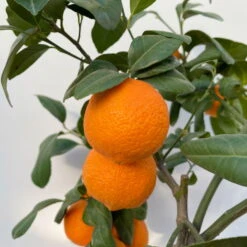 Limette' Lima Rossa', Topf-Ø 22 Cm Stamm, Höhe Ca. 70 Cm -Die grüne Ecke 0630100707 KB Citrus latifolia Stamm T22 6 104223