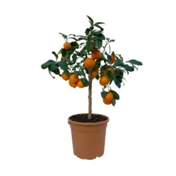 Limette' Lima Rossa', Topf-Ø 22 Cm Stamm, Höhe Ca. 70 Cm -Die grüne Ecke 0630100707 KB Citrus latifolia Stamm T22 7 104323