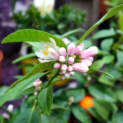 Limette' Lima Rossa', Topf-Ø 22 Cm Stamm, Höhe Ca. 70 Cm -Die grüne Ecke 0630100728 KB Citrus latifolia Stamm T22 Lima Rossa H70 80 WS 98321